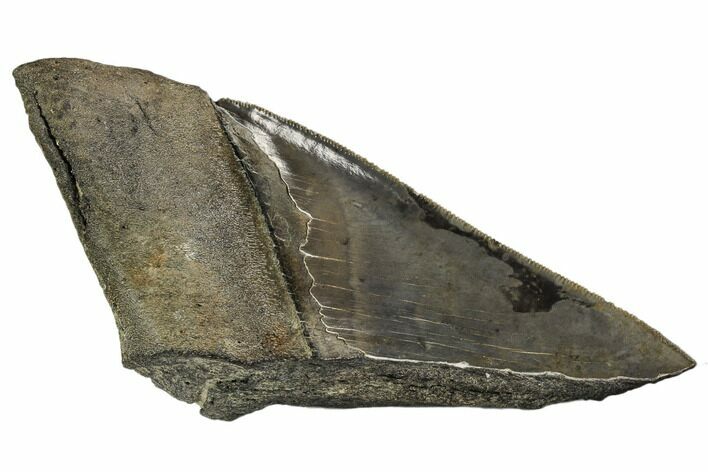 Partial Fossil Megalodon Tooth - Serrated Blade #106945